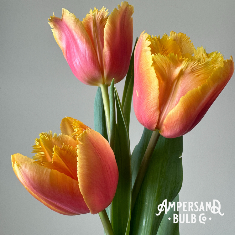 Lambada+Tulip+5.png