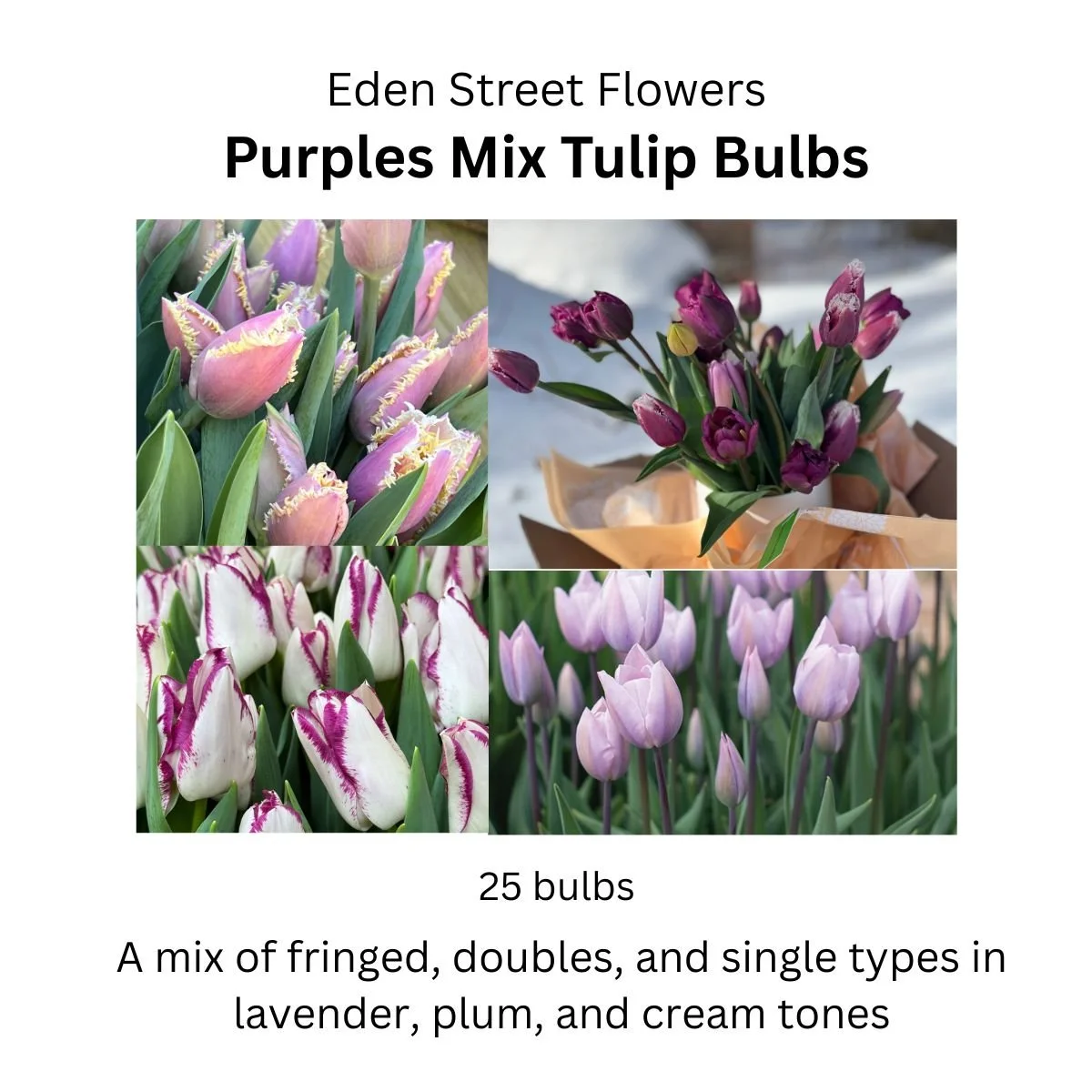 Tulip Purples mix, 25 bulbs