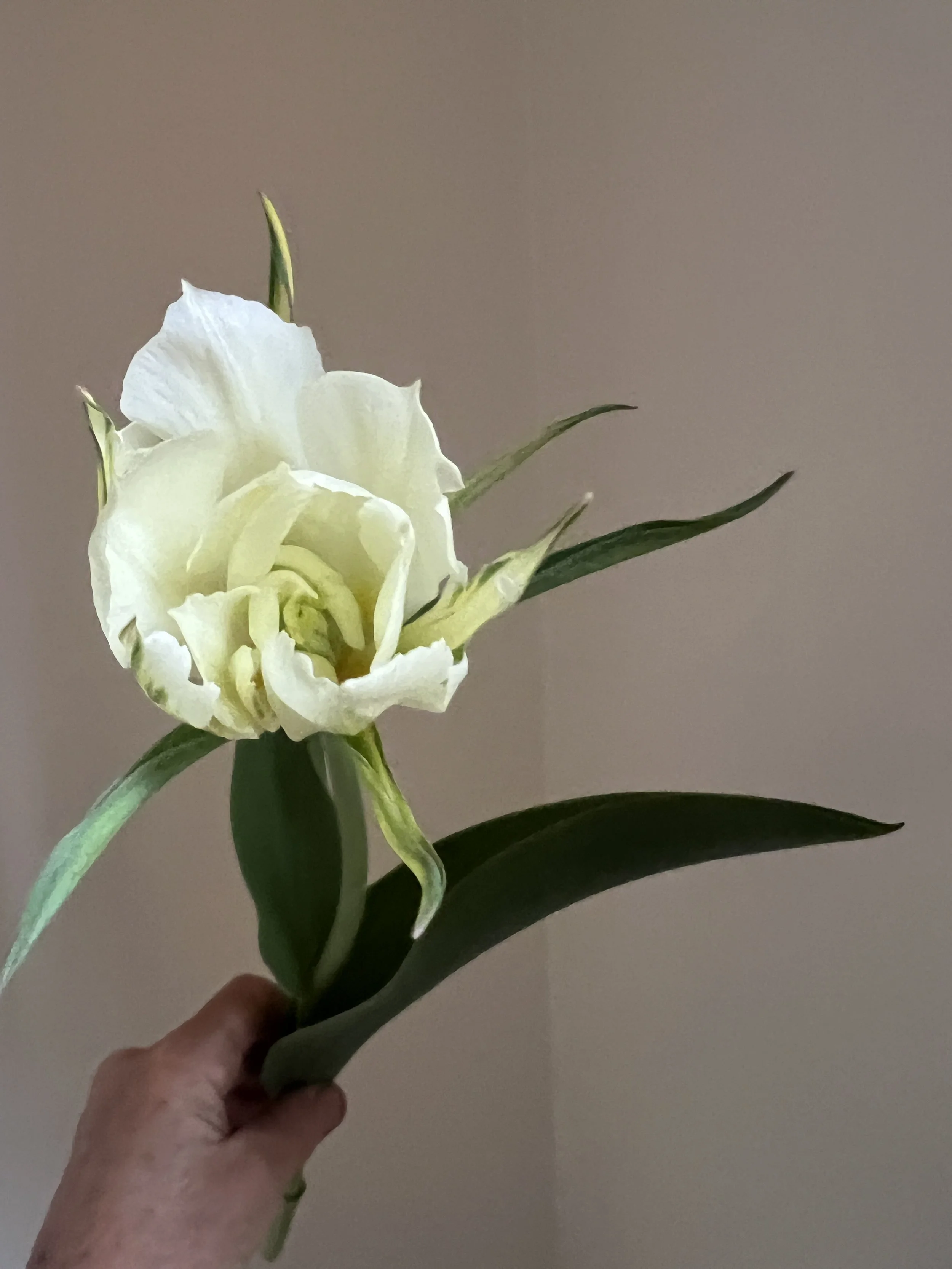 Tulip White Valley, 25 bulbs