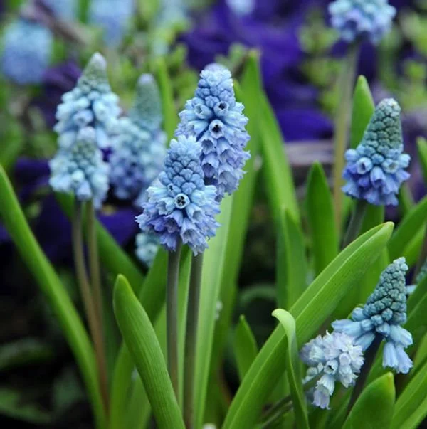 Muscari-Azureum_300x_crop_w100_h67_t27_l0@2x.jpg