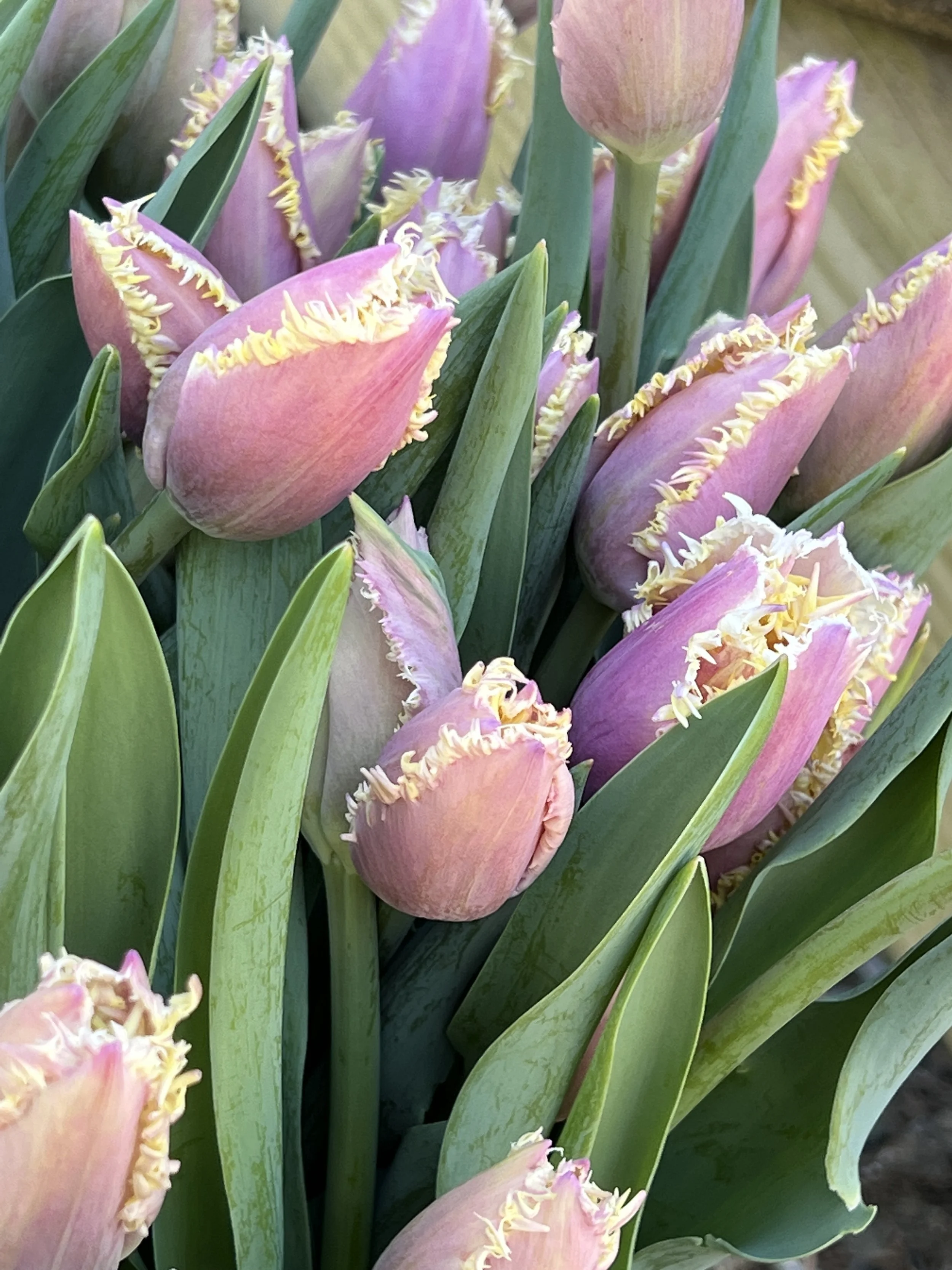 Tulip Crunchy Cummins, 25 bulbs