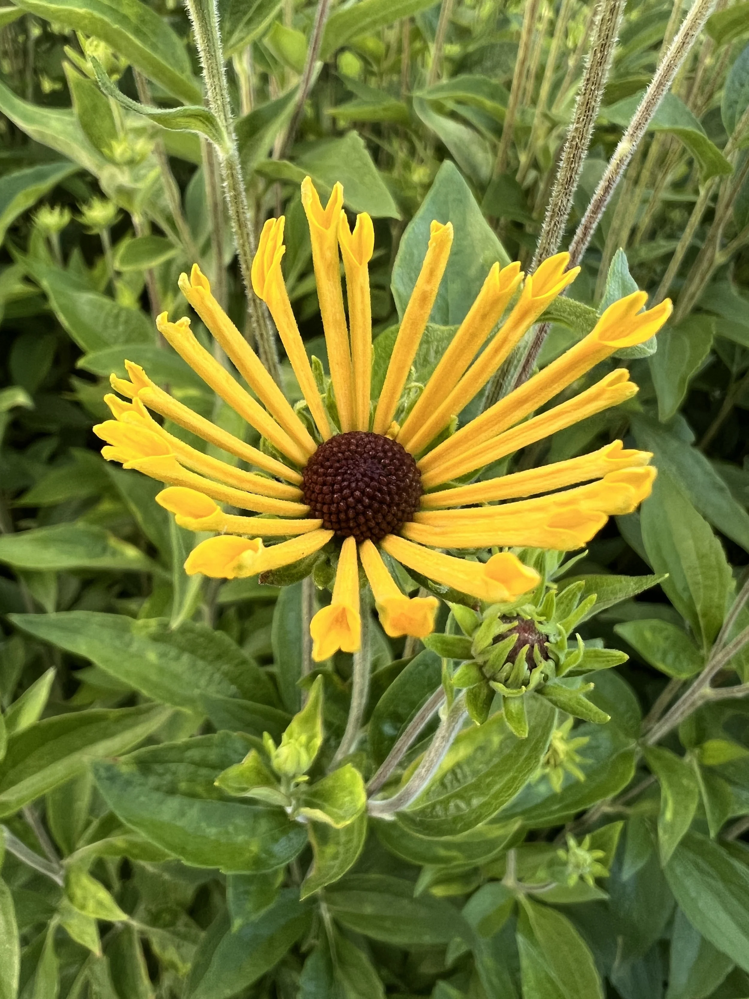 IMG_4518.jpeg