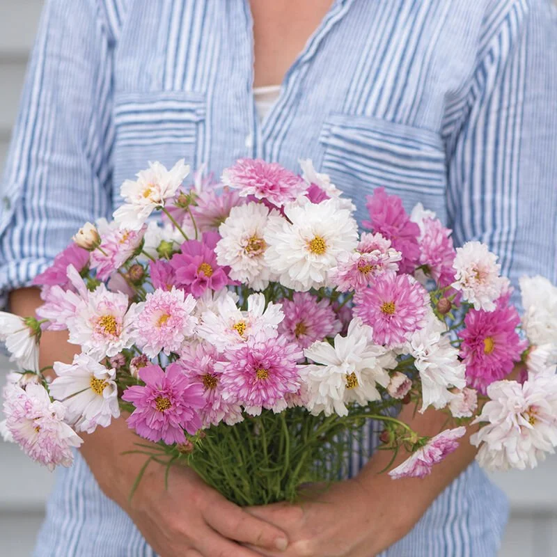 01960_02_doubleclickbicolorpink.jpg