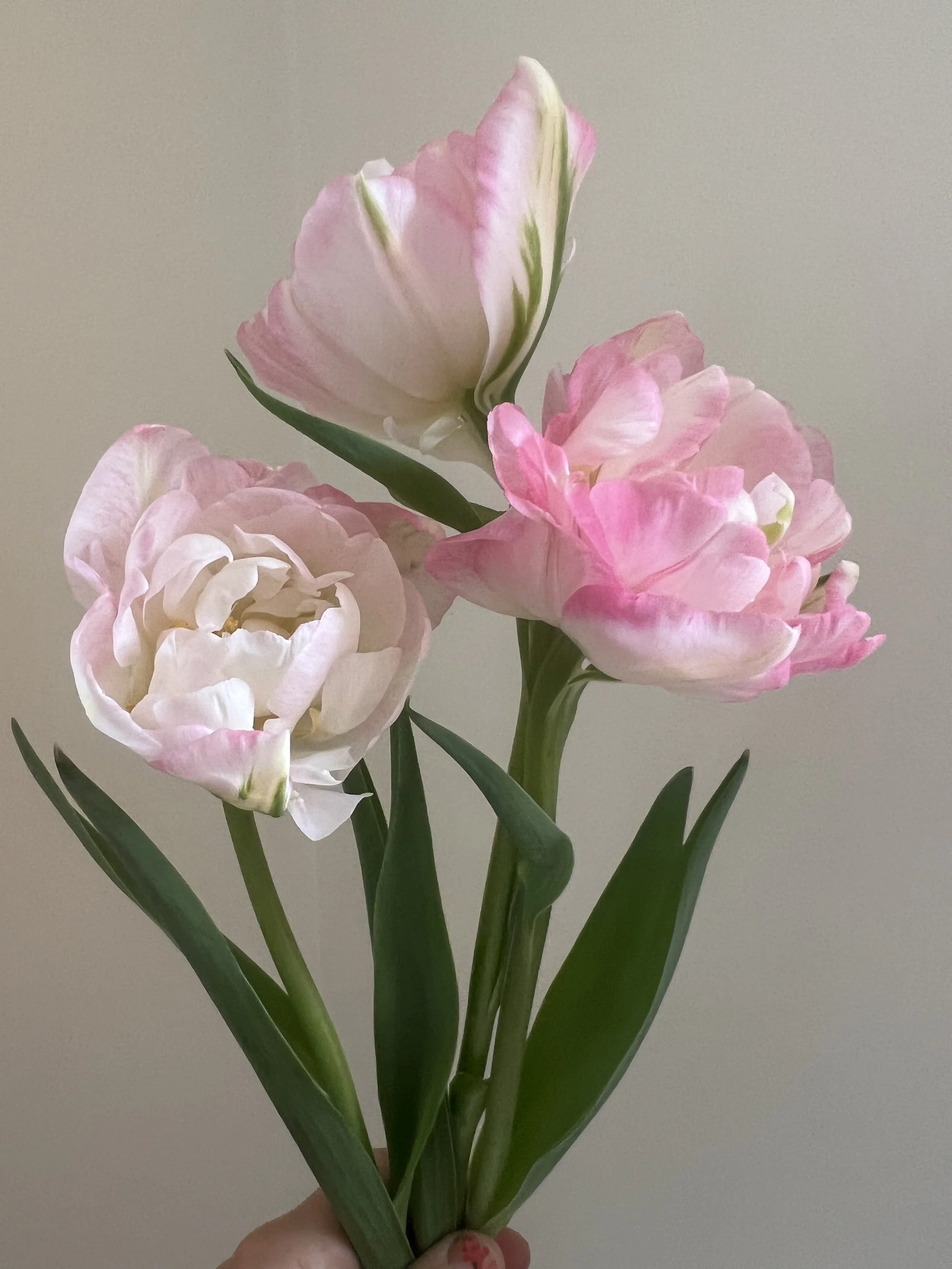 Tulip Finola, 25 bulbs