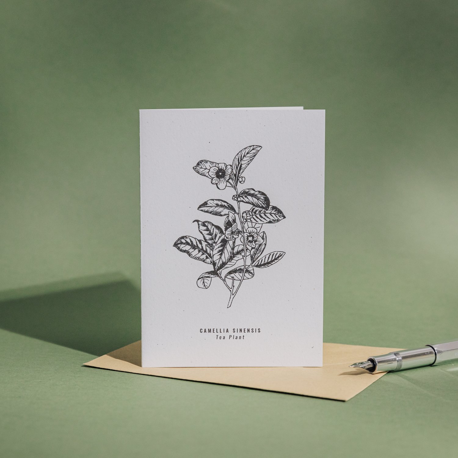 Tea plant hand illustrated botanical greetings card by Alfie’s Studio. The illustration is black on a white recycled card background with both Latin and common names at the bottom.