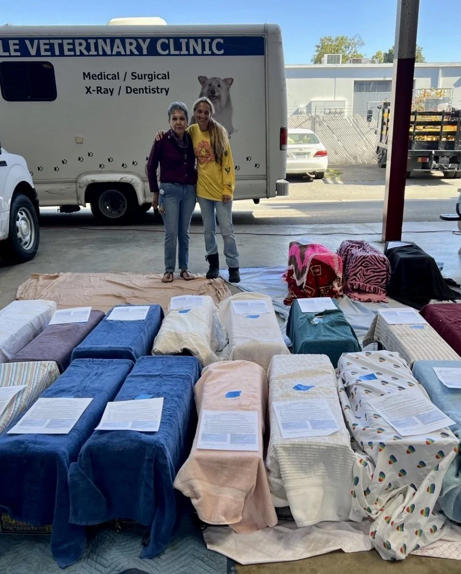 Amazing Small Animal Practice