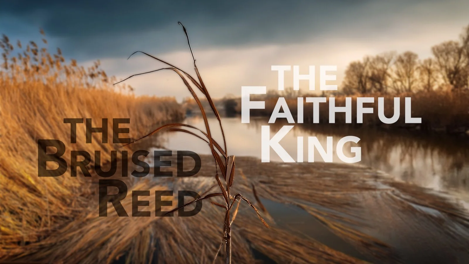 The Bruised Reed &amp; the Faithful King