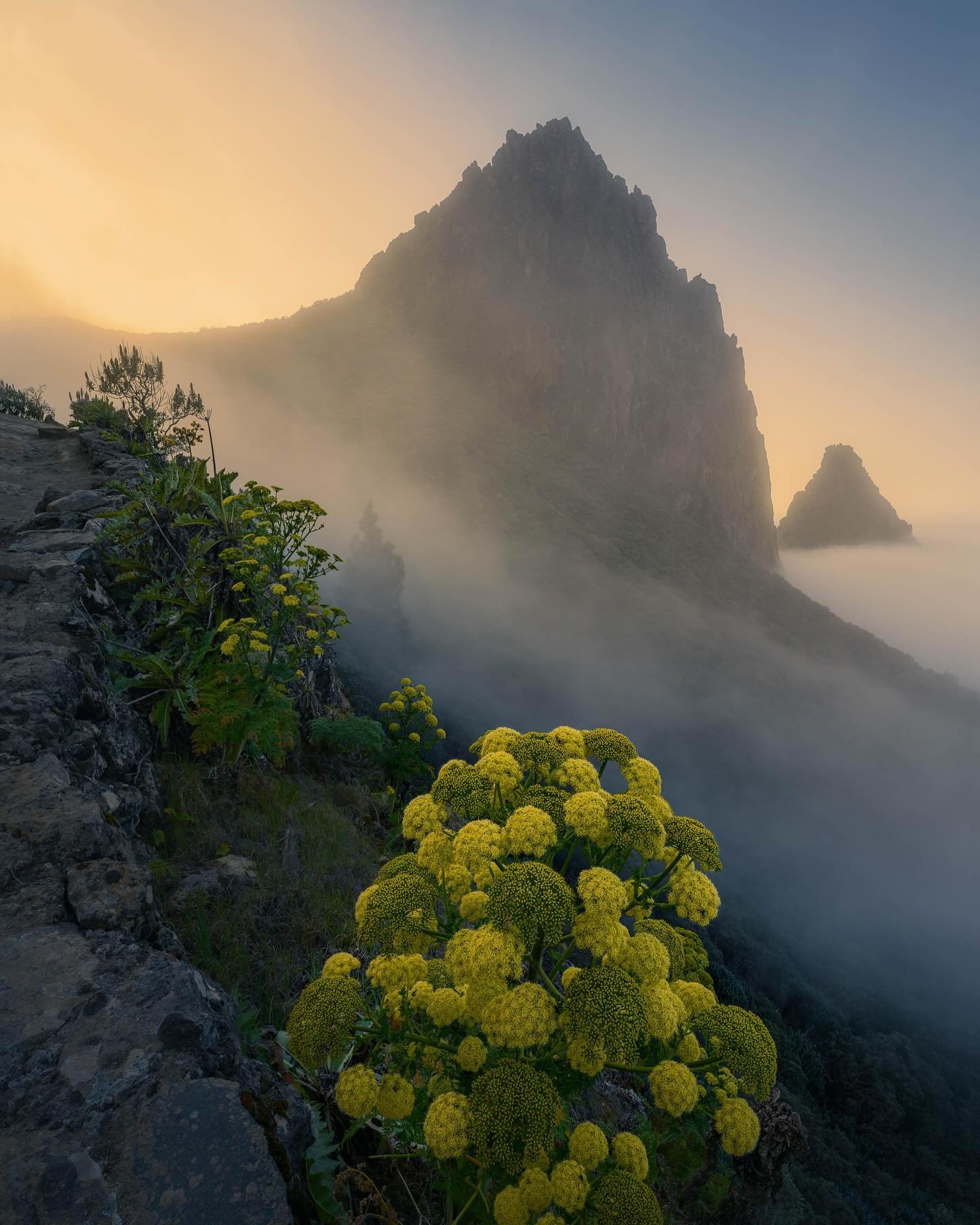 &quot;Yellow broccoli&quot;
Here's an unusual-looking flower we saw on Gran Canaria when hiking in the mountains. It really reminded me of broccoli when it gets a little old lol. We got quite lucky with the light that evening - though it rained for m