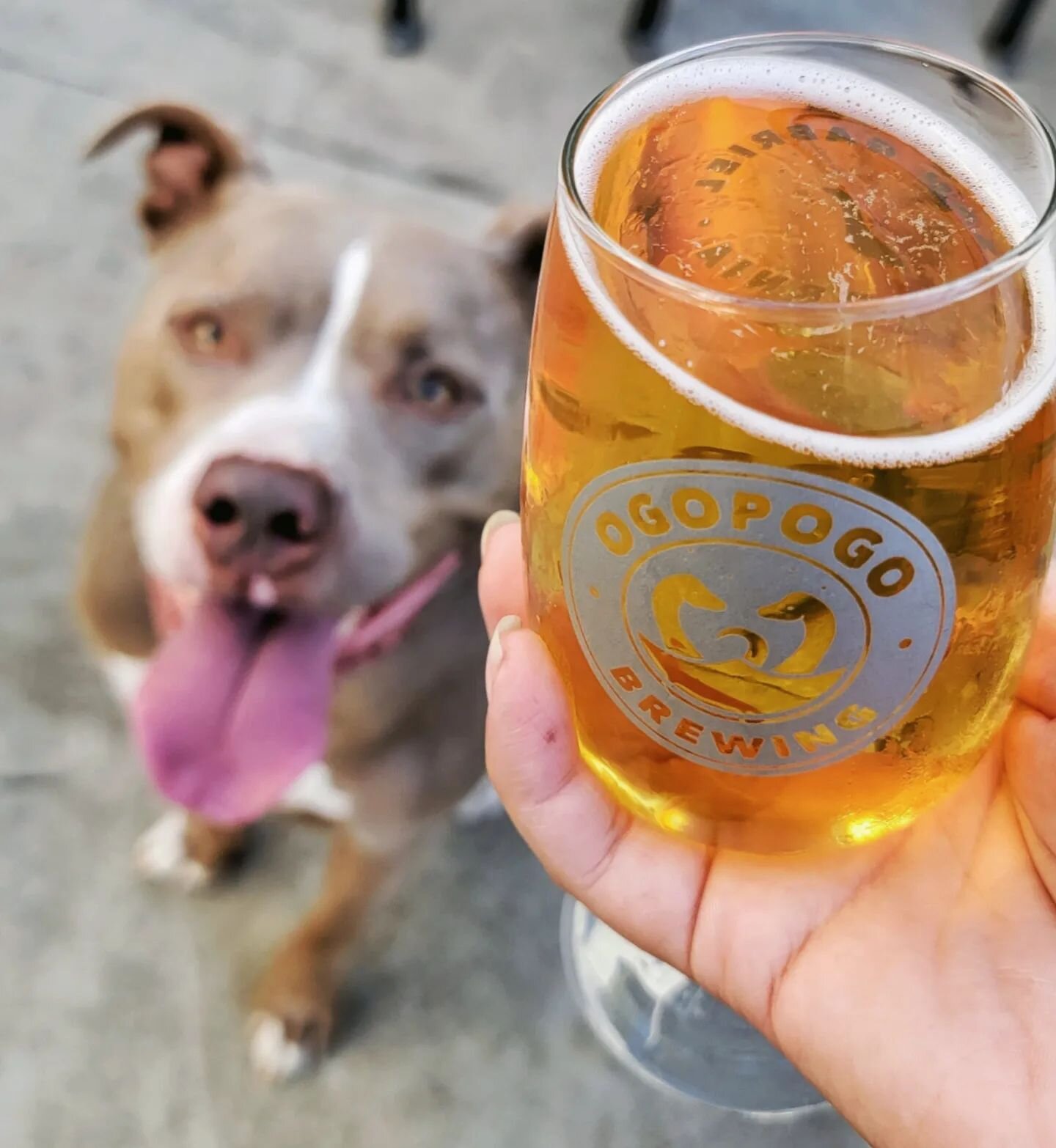 Enjoying some brew with Lou. We're open 'til 9pm
&bull;
&bull;
&bull;
#louthebrewdog#shelooksthirsty#refreshing#ogopogo#ogopogobrewing#sangabriel#sgvbeer#mowyourlawn#ordont#mosaicpilsner