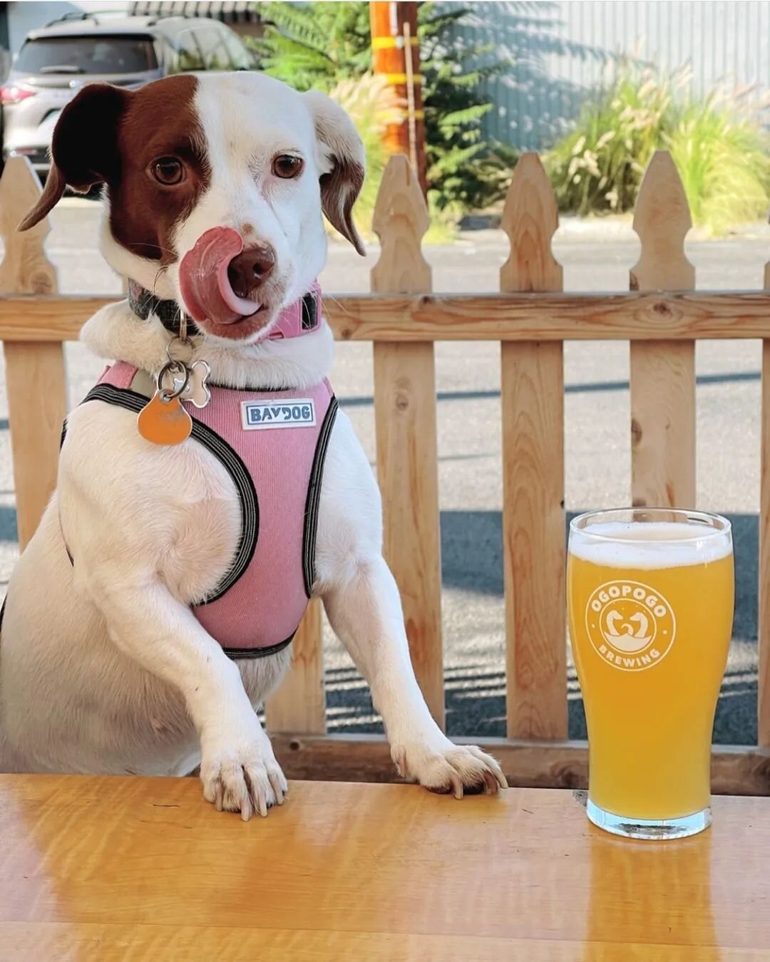 Check out the adorable Riley, guarding 'Peryton' for her bff.
&bull;
We're open until 10pm today, with trivia from 7-9
&bull;
Thanks for sharing 📷:@brewswithbridget