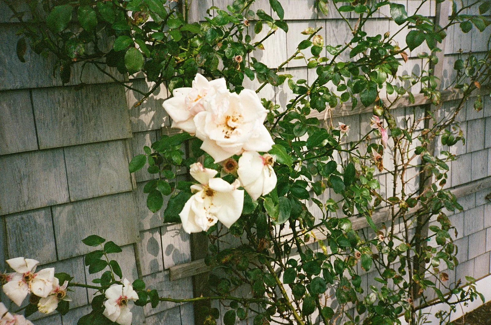Rosapaul-128_websize.jpg