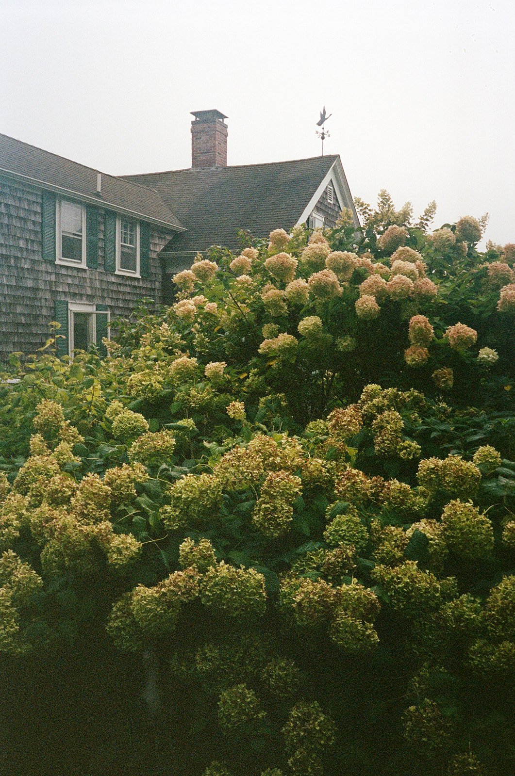 Rosapaul-95_websize.jpg