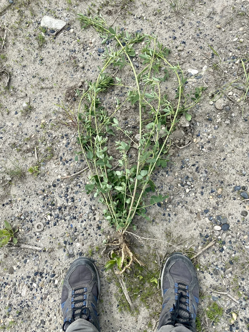 Species: white sweet clover — FSWCD: Invasive Species