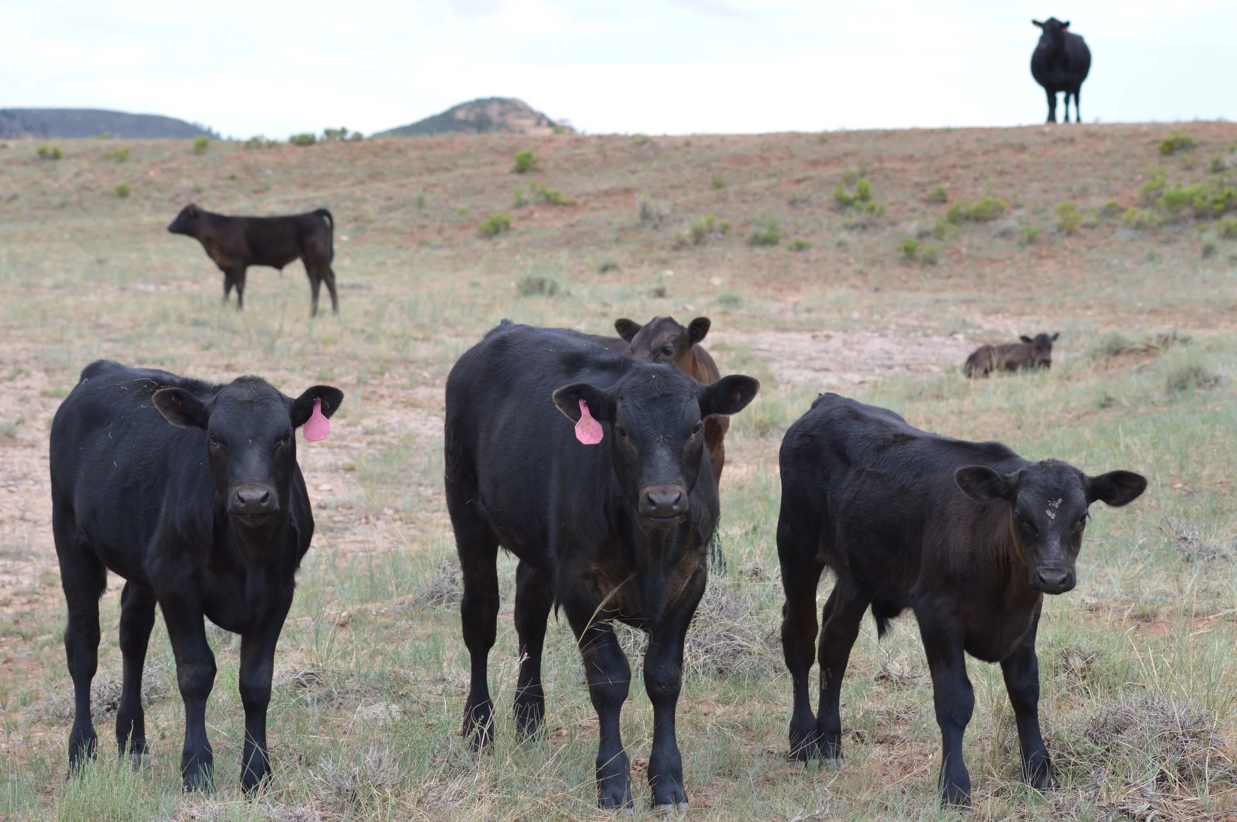 Buy Cattle