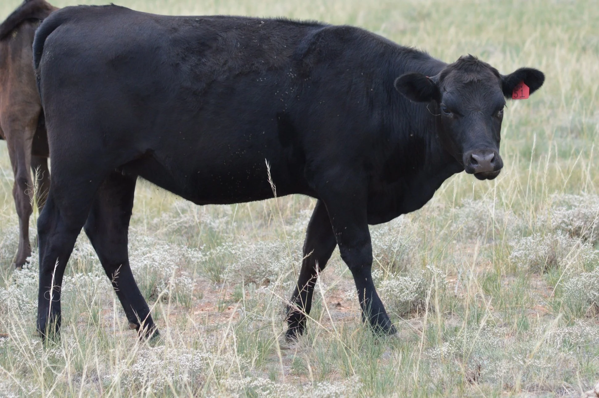 51.JPG