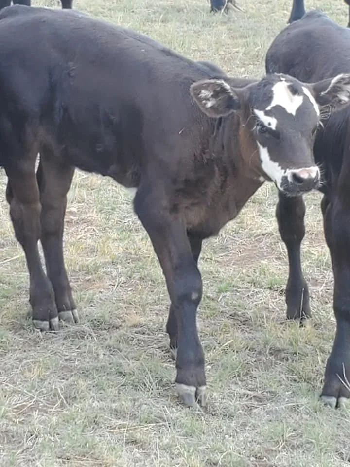 bwfheifer.jpg