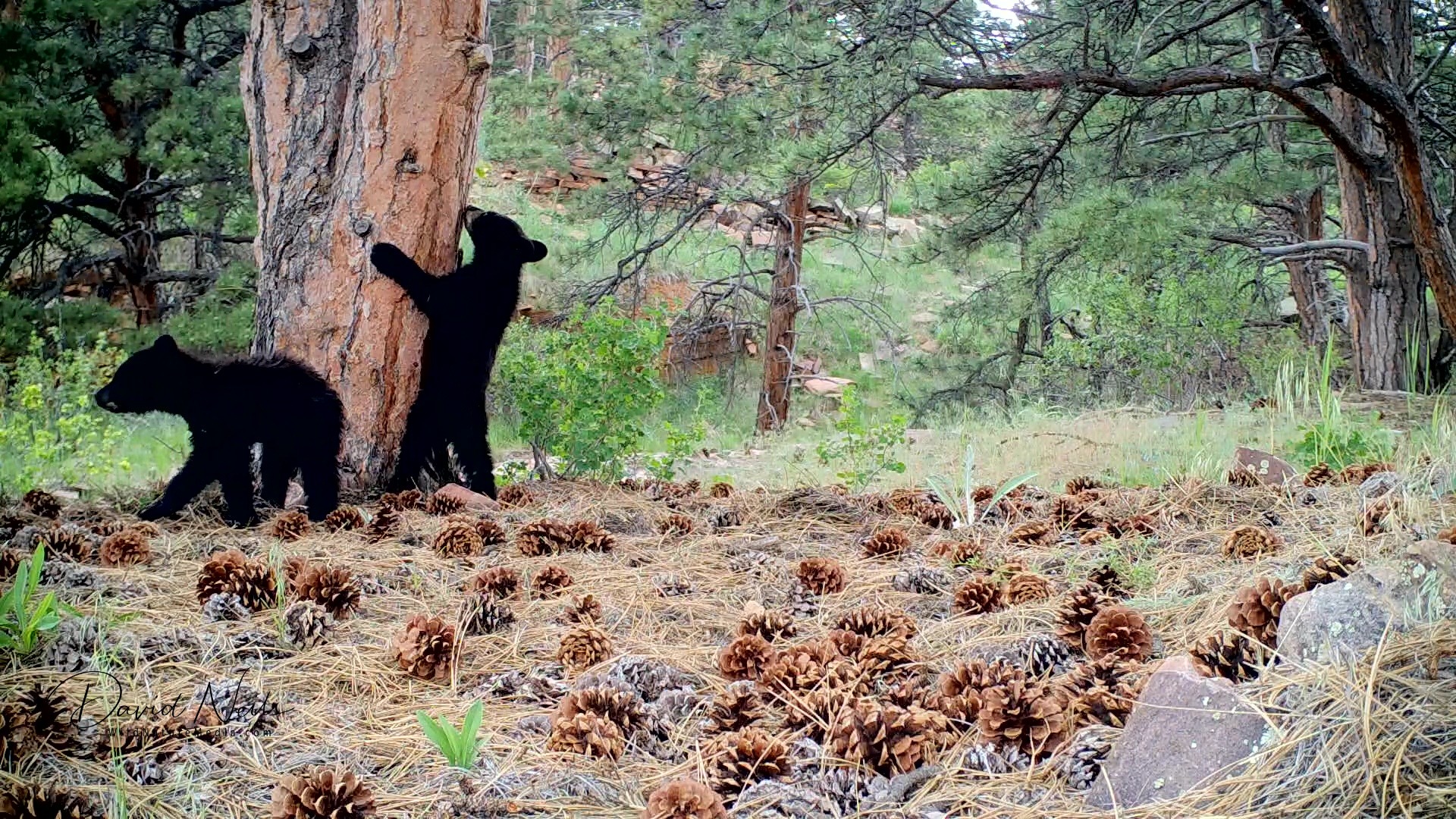 CPW plan could mean higher bear hunting license quotas, better trash  management in Roaring Fork, Eagle valleys