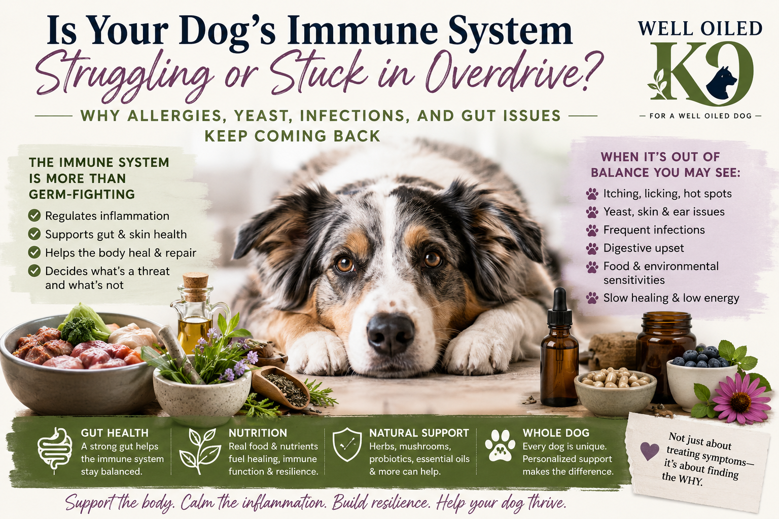 Dog Immune System Support