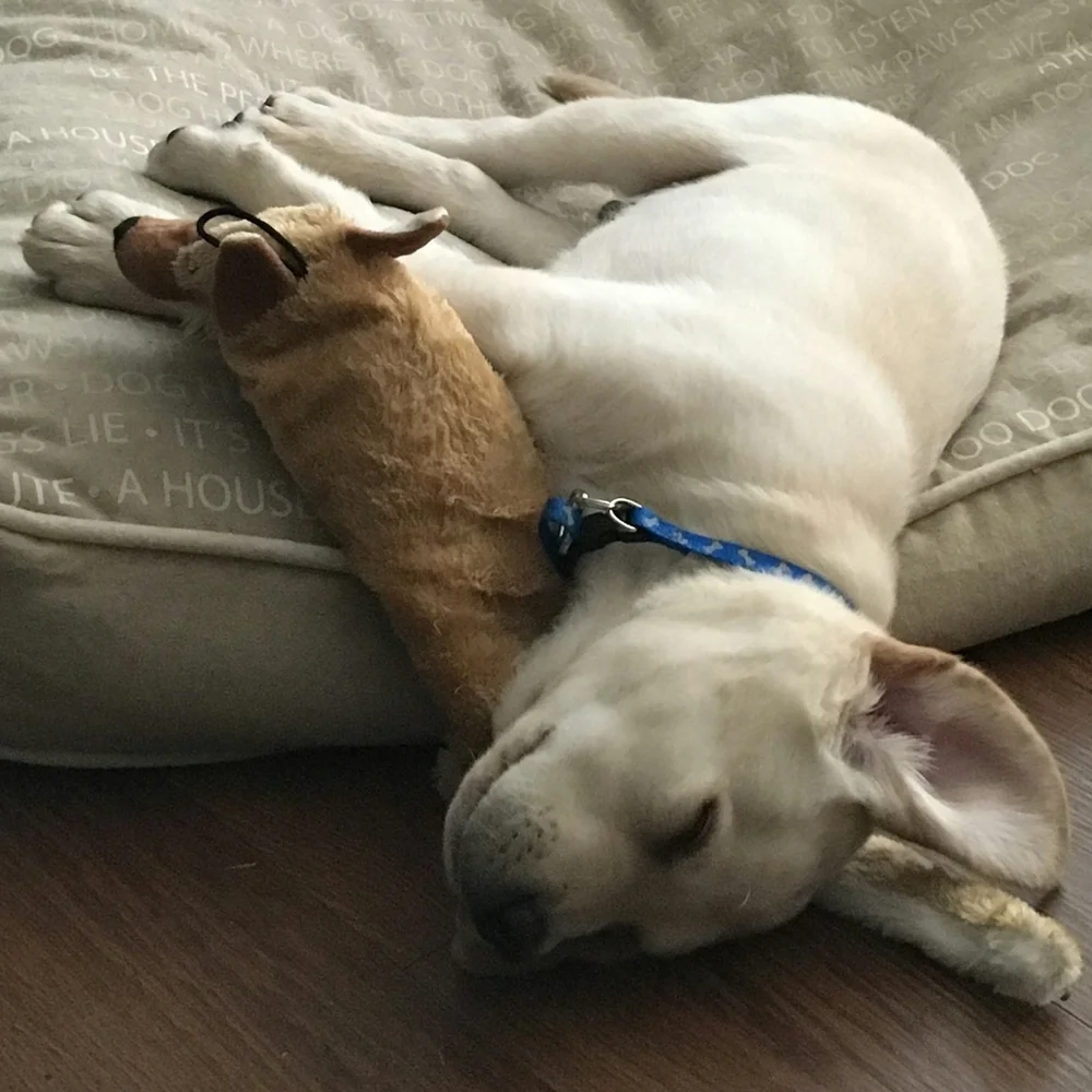 Melatonin: Side Effects & Dosage Guide for Sleep - Drugs.com