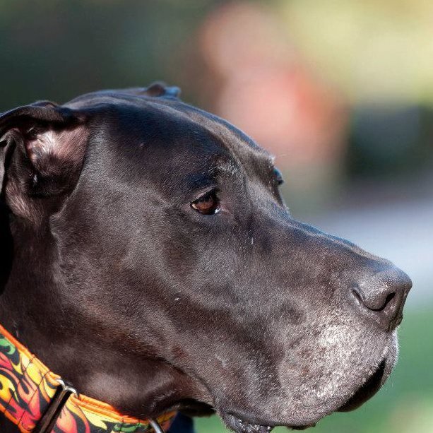 Bloat Gastric Torsion In Dogs