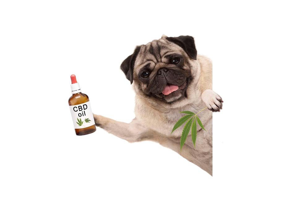 CBD and the Endocannabinoid System in Dogs: Supporting Balance From Within
