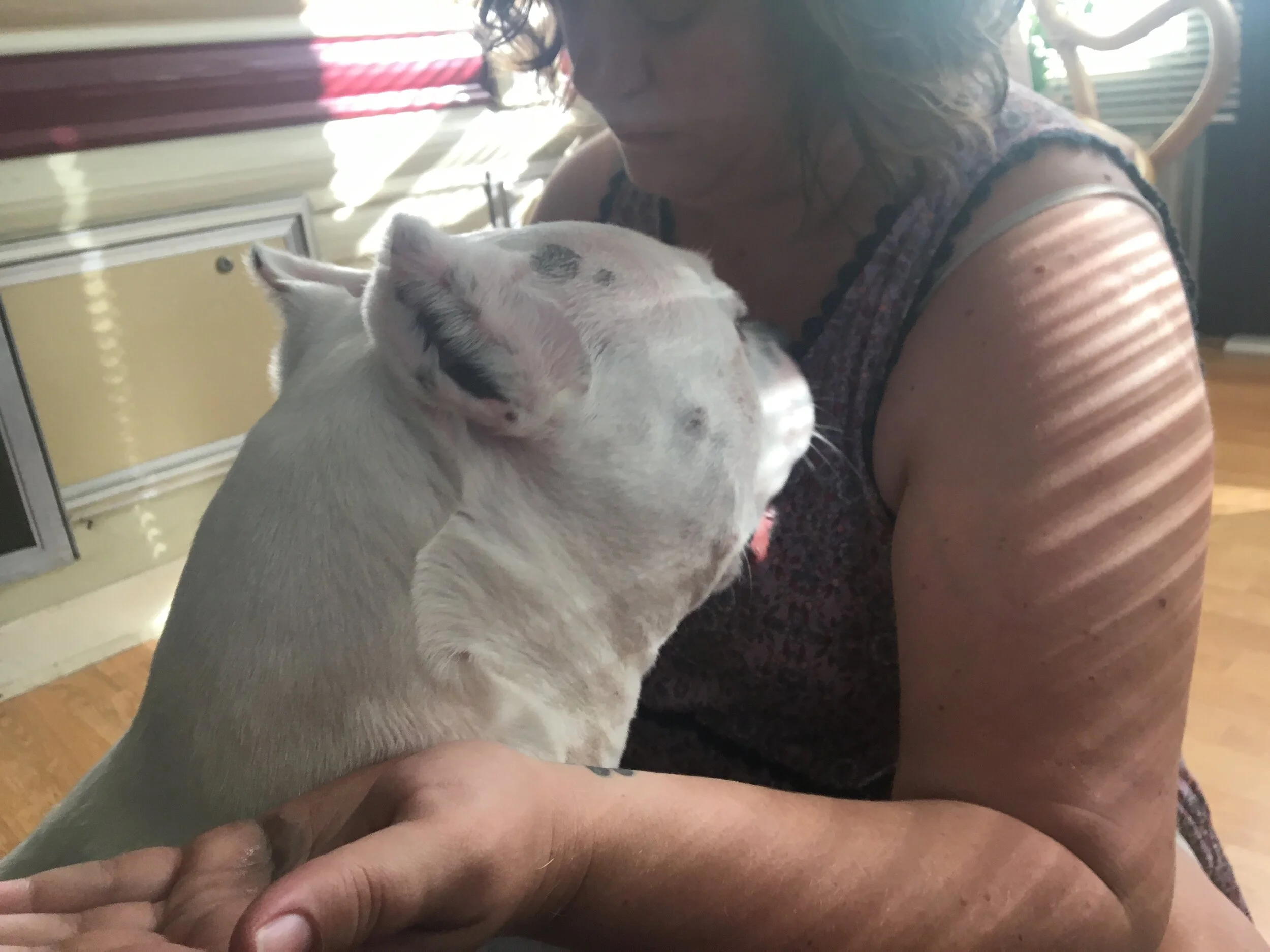 Energy Healing for Dogs: Reiki, Raindrop and Emotional Support