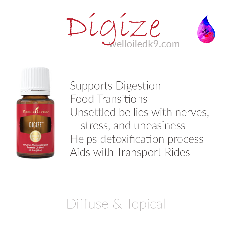 digize.png