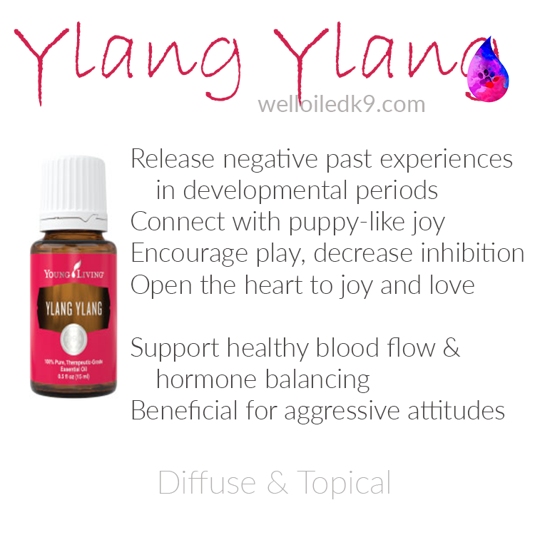 ylang ylang.png
