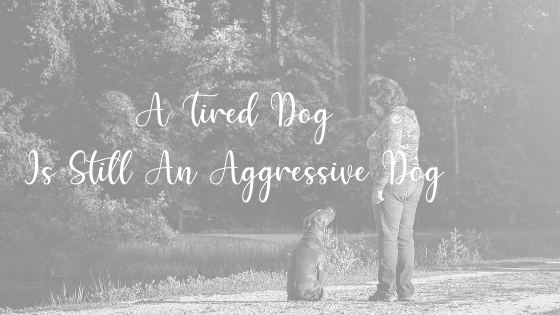 A Tired Dog Is Still An Aggressive Dog