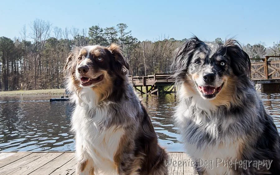 Managing Dog to Dog Aggression