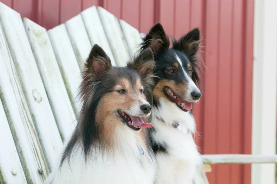 Working with The K9 Coach on Aggression - Board and Train