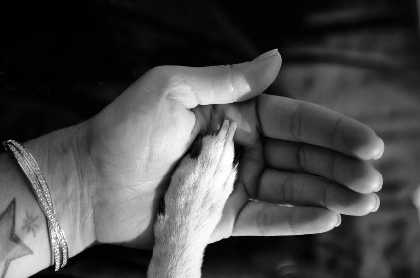 Aggressive Dog Training 