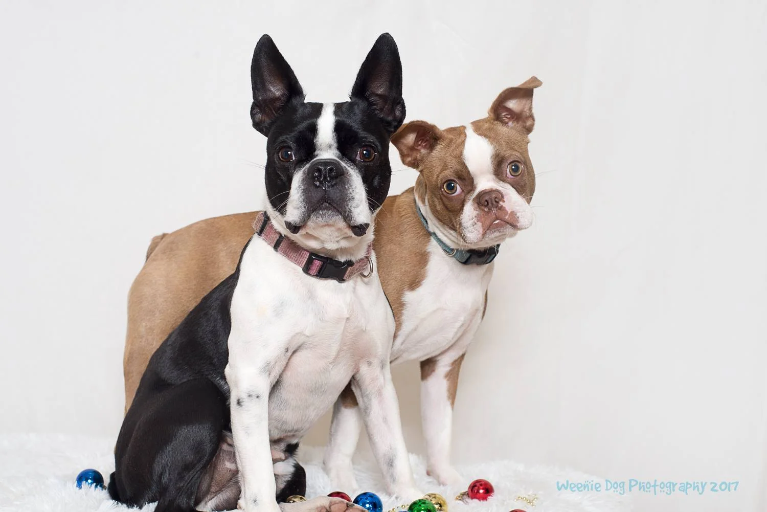 5 Common Dog Training Mistakes