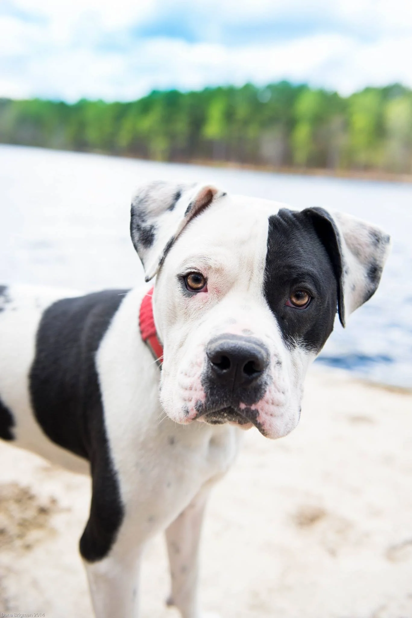 5 More Common Dog Training Mistakes