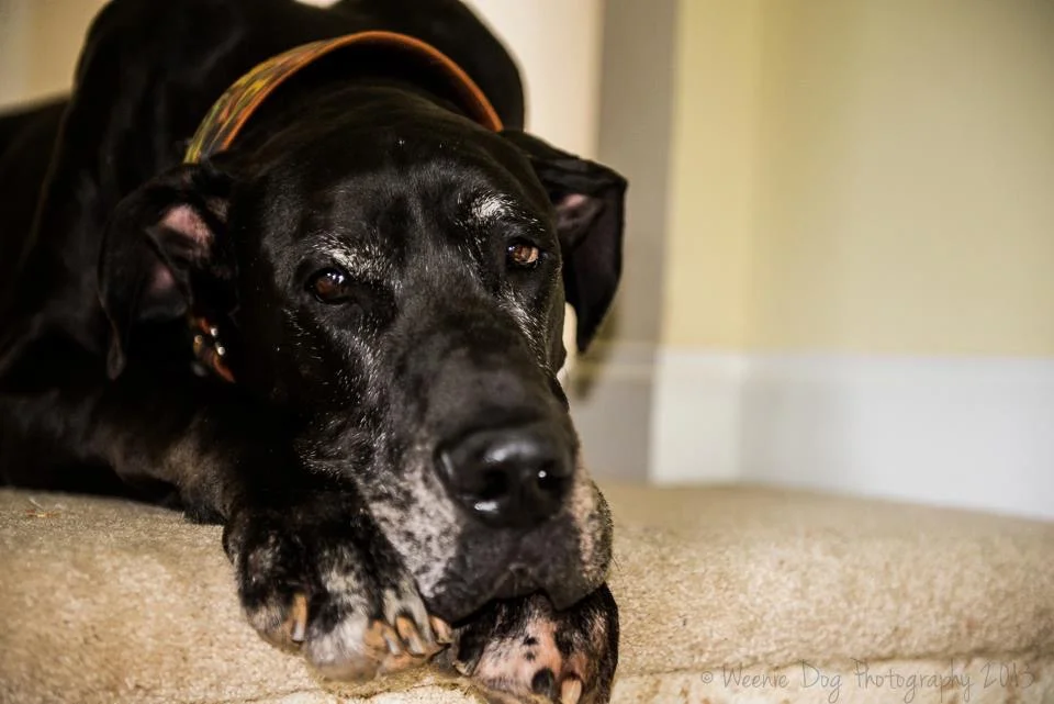 Structure Leadership and the Family Dog