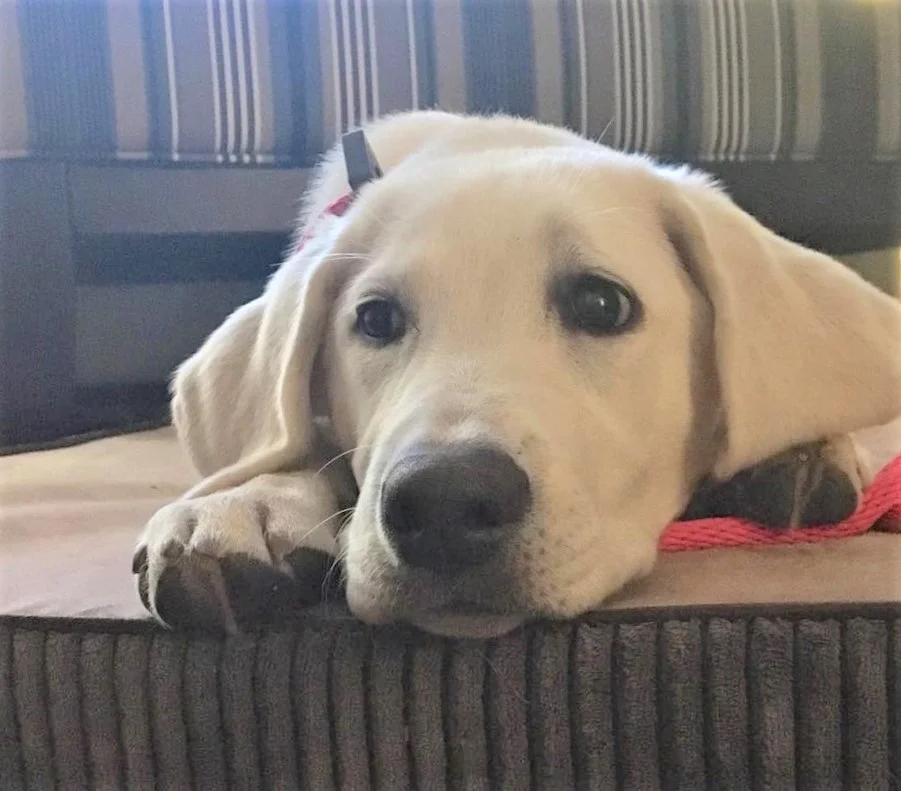 How to Teach The Long Down