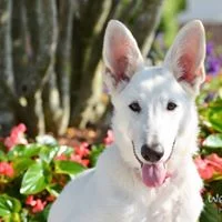 How to Teach Boundary Training