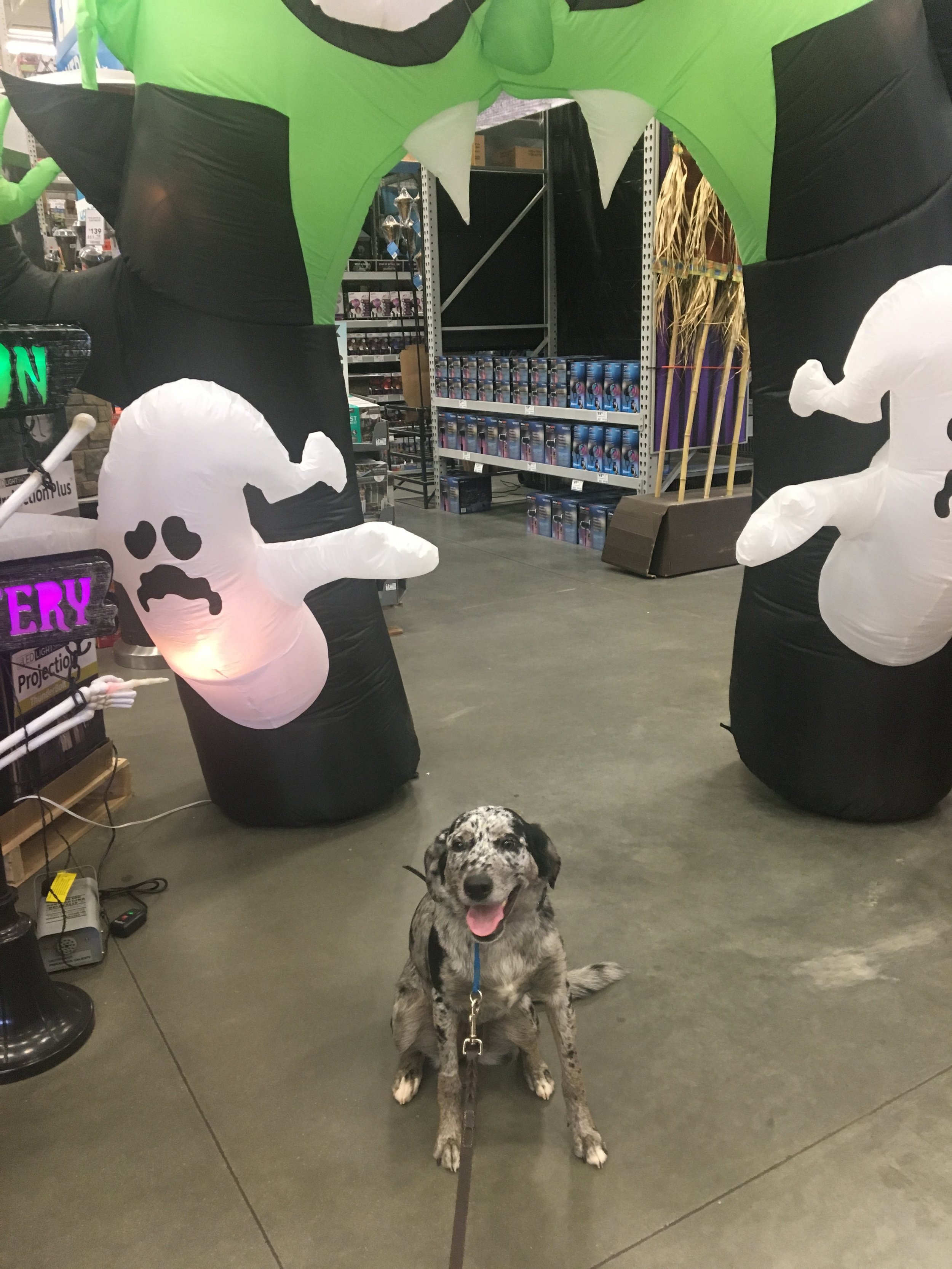 How to Socialize Your Puppy