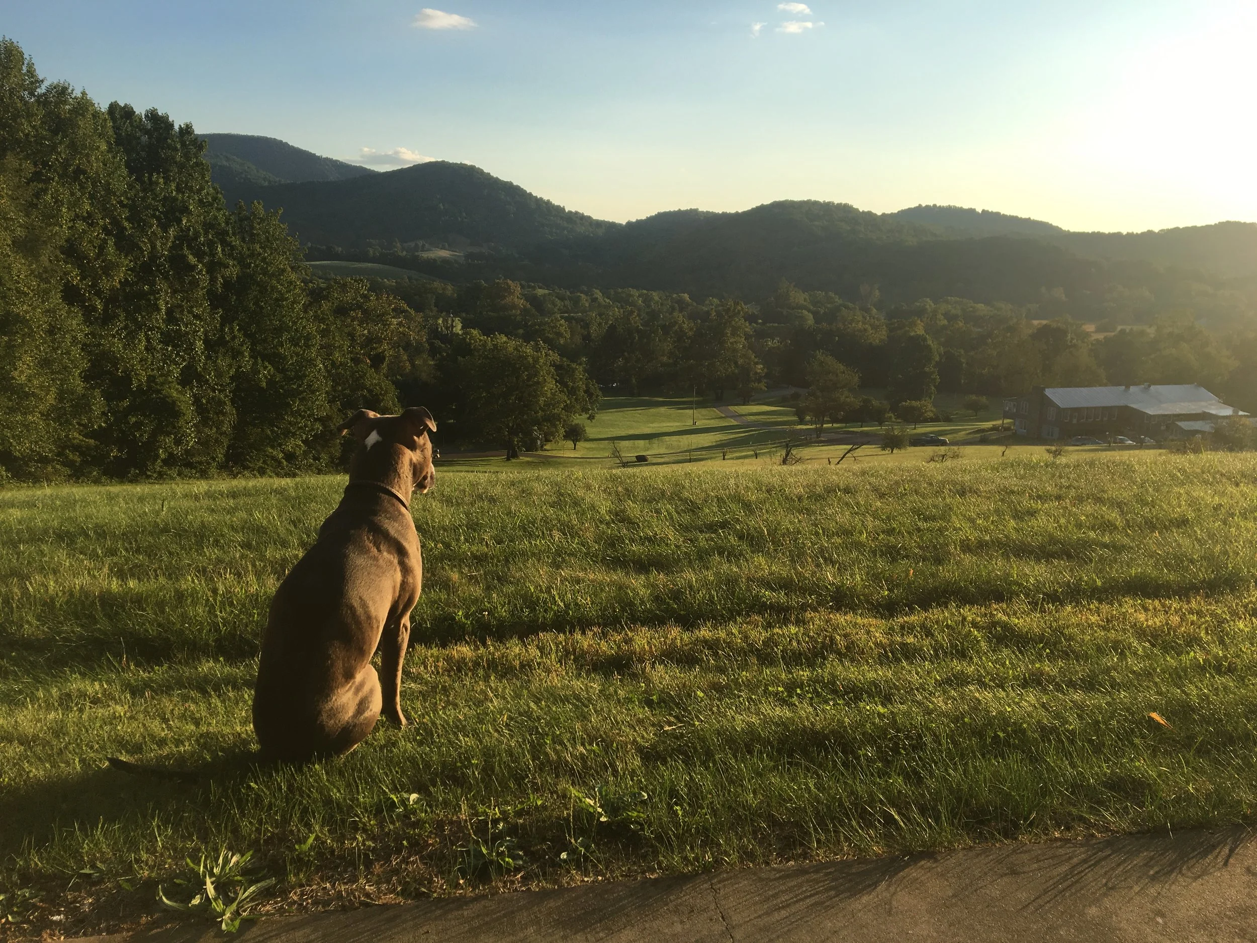 Living with An Aggressive Dog