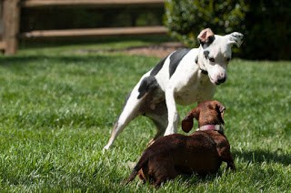 On Fostering and Letting Go