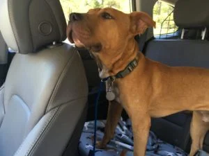 Pitbull Named Red Riding in a Car.  Overcoming Car Sickness