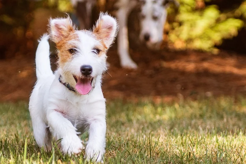 Litter Mate Syndrome