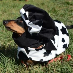 10 Halloween Safety Tips for Your Dog