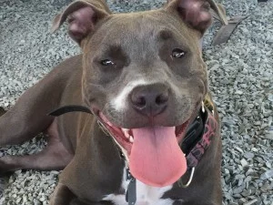 My Thoughts On Ecollar Training