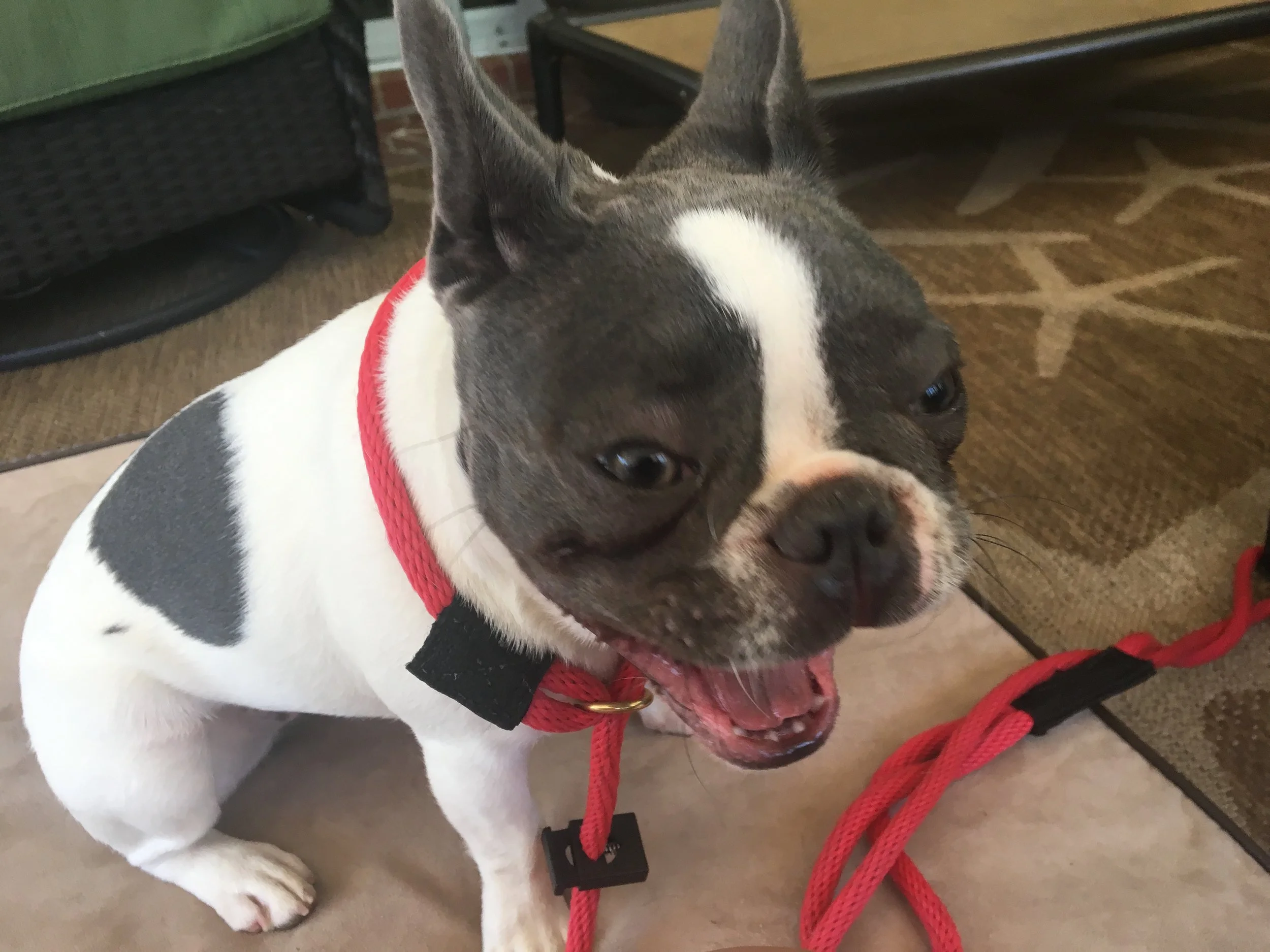 Tethering Indoor Leash