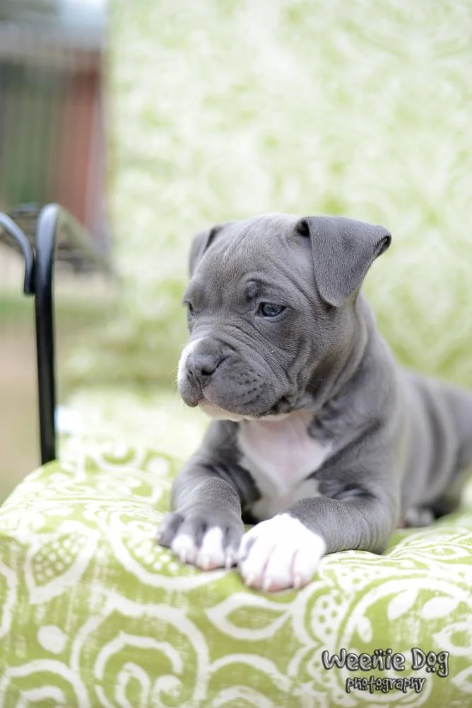 Puppy Training Reinforcement