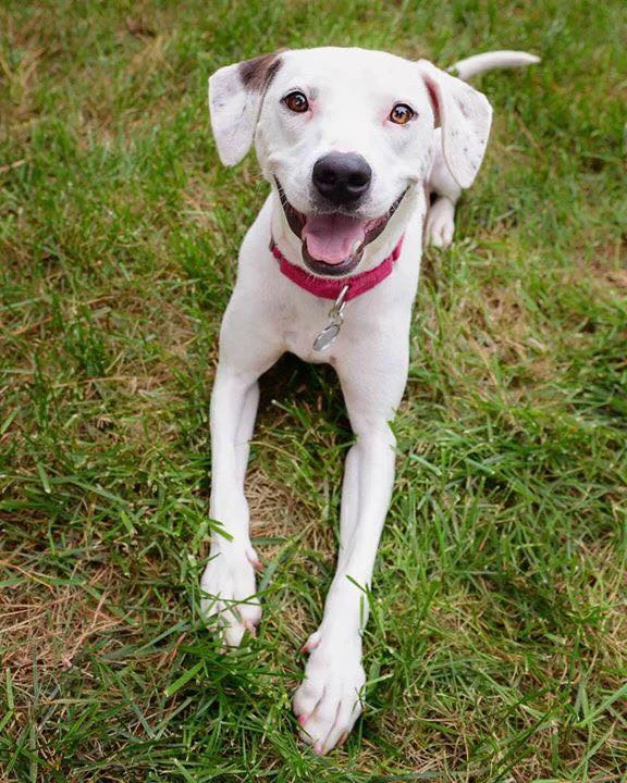 How to Play Red Light Green Light