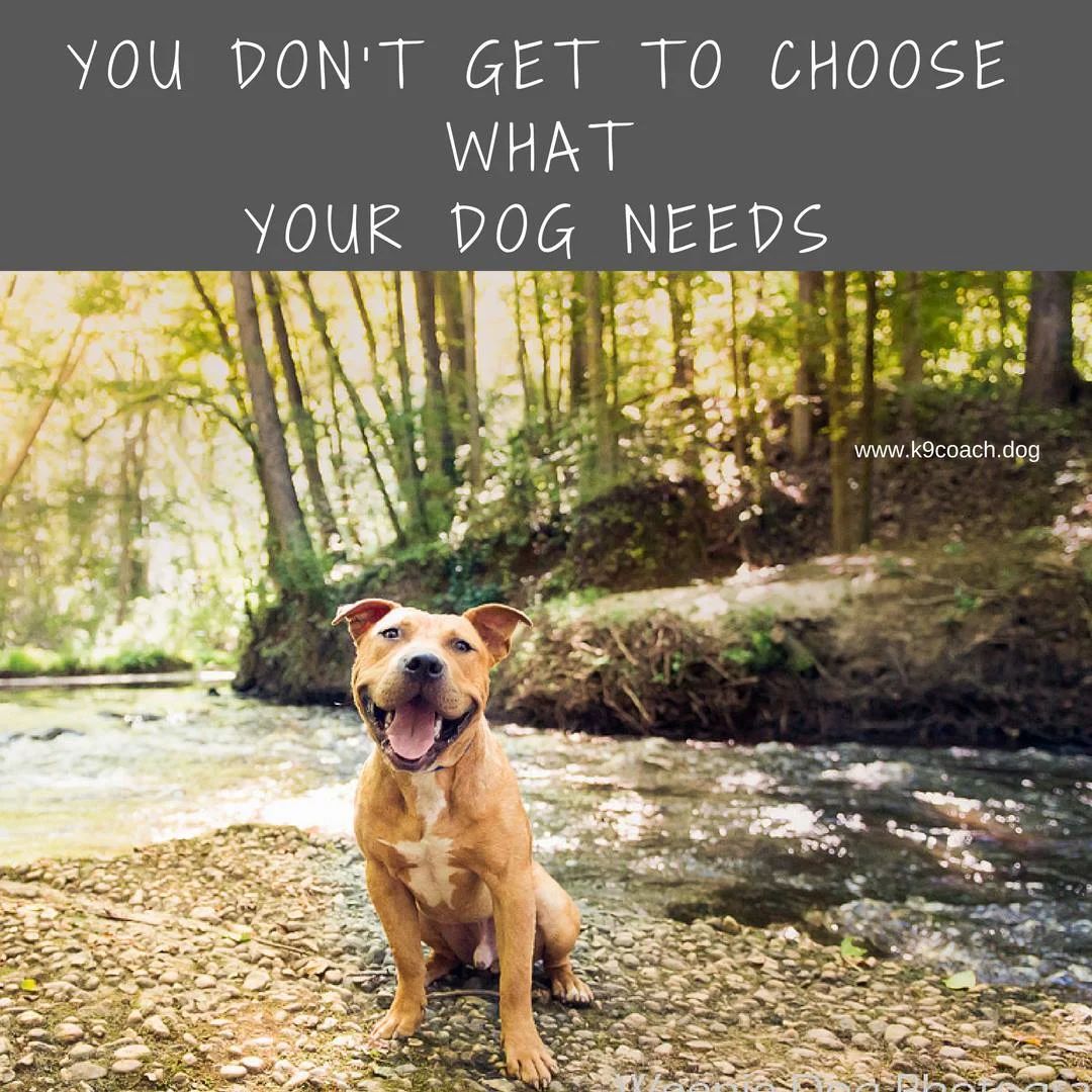 You Don't Get To Choose What Your Dog Needs