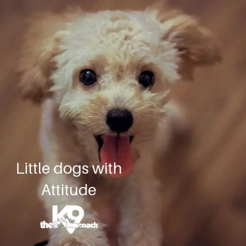 Little Dogs Bite Too