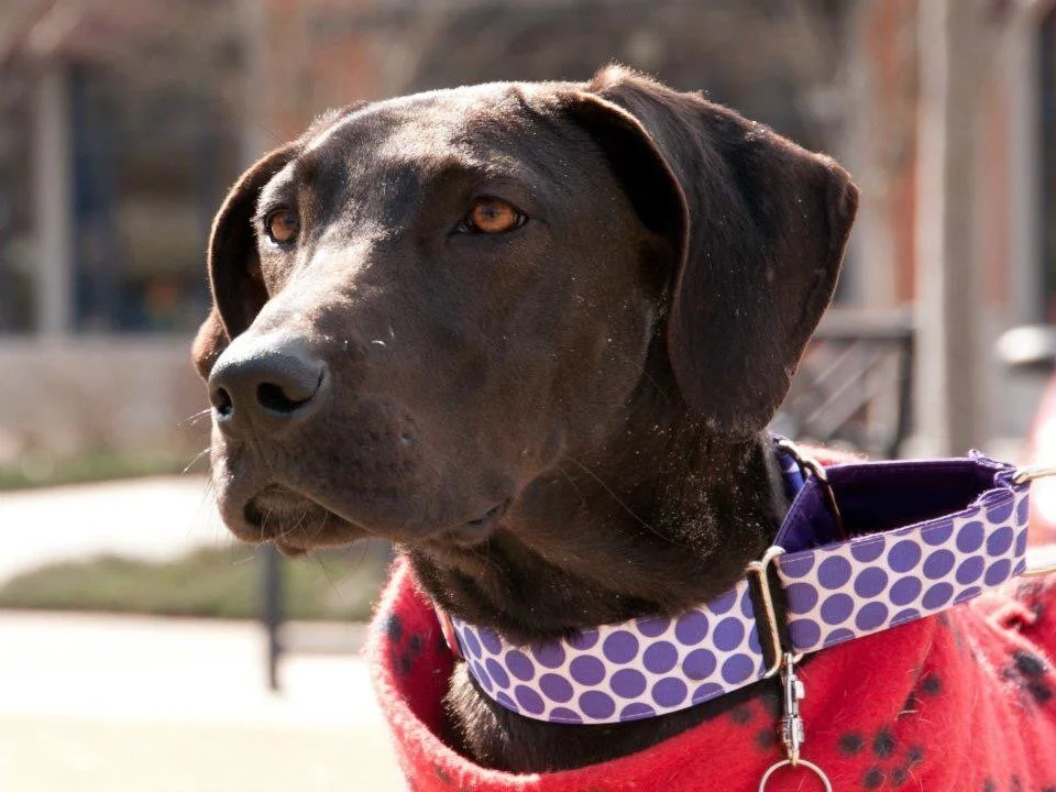 The Over Aroused Dog | The Over Trained Dog